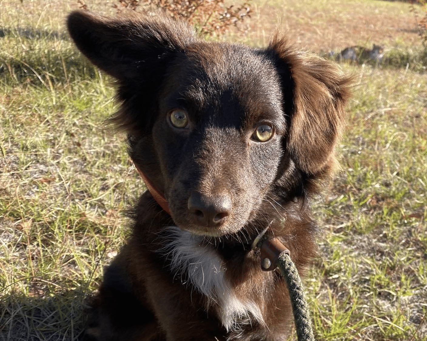 Samwise is a brown & whote Australian Shepherd Border Collie mix. He's 8 mo old and weighs 16 lbs. He's available for adoption at Gimme Shelter Animal Rescue in Sagaponack, NY